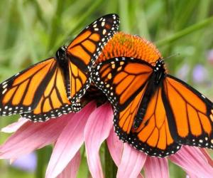 The 5 Best Places to See the Monarch Migration in Mexico