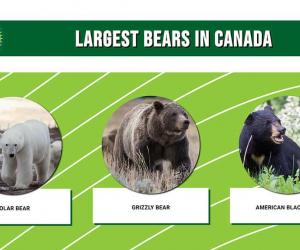 The 3 Largest Bears in Canada Are Massive Forces of Nature