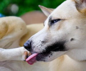 What Dogs Are Telling You When They Lick Their Paws?