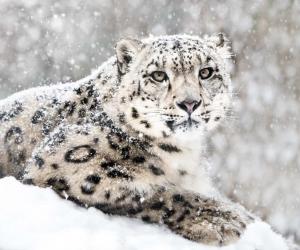 Discover the 5 Countries and Regions Where Snow Leopards Live