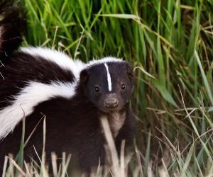 12 Animals That Can Hunt and Eat Skunks (But Rarely Do)