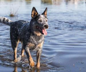 The # Most Common Health Problems in Blue Heelers