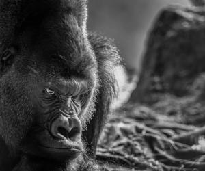 Dreaming of Gorillas: Discover the Spiritual Meaning and Interpretation