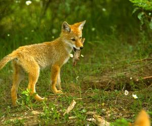 Discover How Fast Coyotes Can Run: Top Speeds and More!