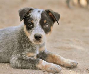 Australian Cattle Dog Progression: Growth Chart, Milestones, and Training Tips