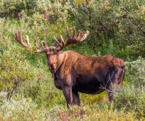 See A Scary Moment a Moose Jumps Out In Front Of a Young Mountain Biker