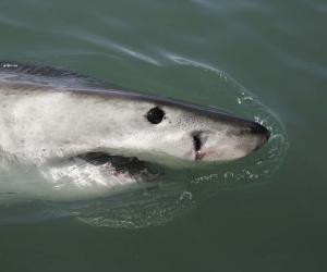 See A Great White Shark Channel Its Inner Cat And Chase a Shadow Like a Laser Pointer