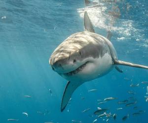 Why Are Great White Sharks Warm-Blooded When Other Sharks Are Not?