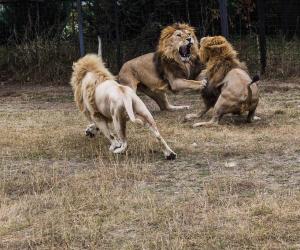 Watch This Big Cat Brawl That Breaks Out When Lions Corner an Undersized Leopard