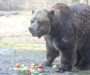 See This Insatiable Grizzly Bear Sink Its Teeth Into a Car Tire Like Its a Jelly Donut