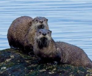 Otter Lifespan: How Long Do Otters Live in the Wild or Captivity?