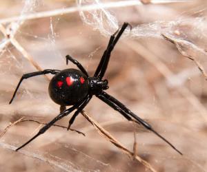 8 Spiders Crawling Around San Diego