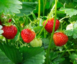 Strawberries in New York: Growing Tips and Peak Timing