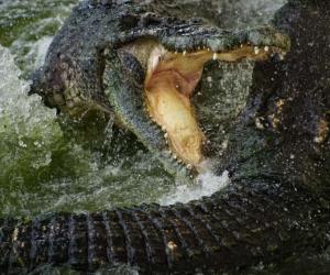 Watch a Late Night Swim Take a Dark Turn When an Angry Crocodile Invades a Family's Pool