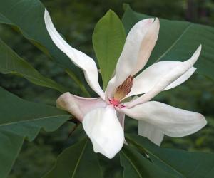 10 Amazing White Flowering Trees in Florida