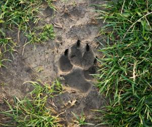 4 Effective Methods to Safely Deter Coyotes and Keep Them Away