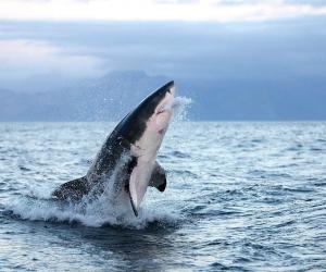 Discover the Largest Great White Shark Ever Caught in New Brunswick