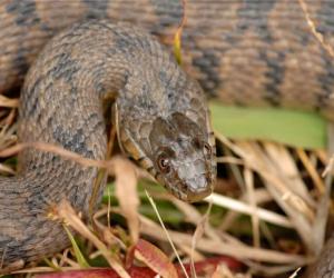 Diamondback Water Snake: Habitat, Diet, and Identifcation Tips