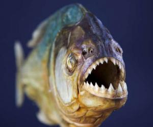 The 7 Countries and Rivers Where the Most Piranhas Live