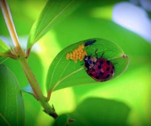 Baby Ladybug: 6 Pictures and 6 Amazing Facts