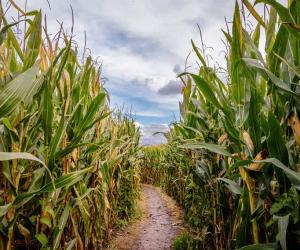 Explore the 12 Best Pumpkin Patches in Oklahoma To Embrace The Fall Season