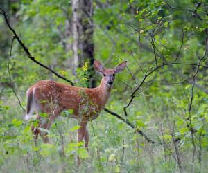 Night Cam Catches a Blazing Deer Running From Two Wolves