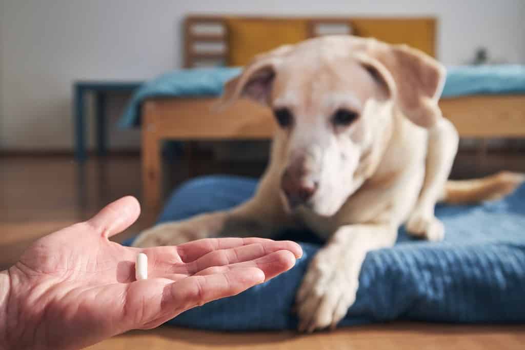 Enrofloxacin Dosage Chart for Dogs: Risks, Side Effects, Dosage, and More