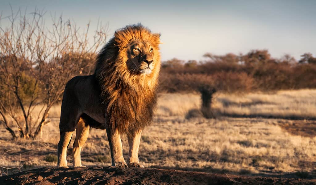 Dominate Lion Is Tired Of Having His Sons Around and Banishes Them From the Pride