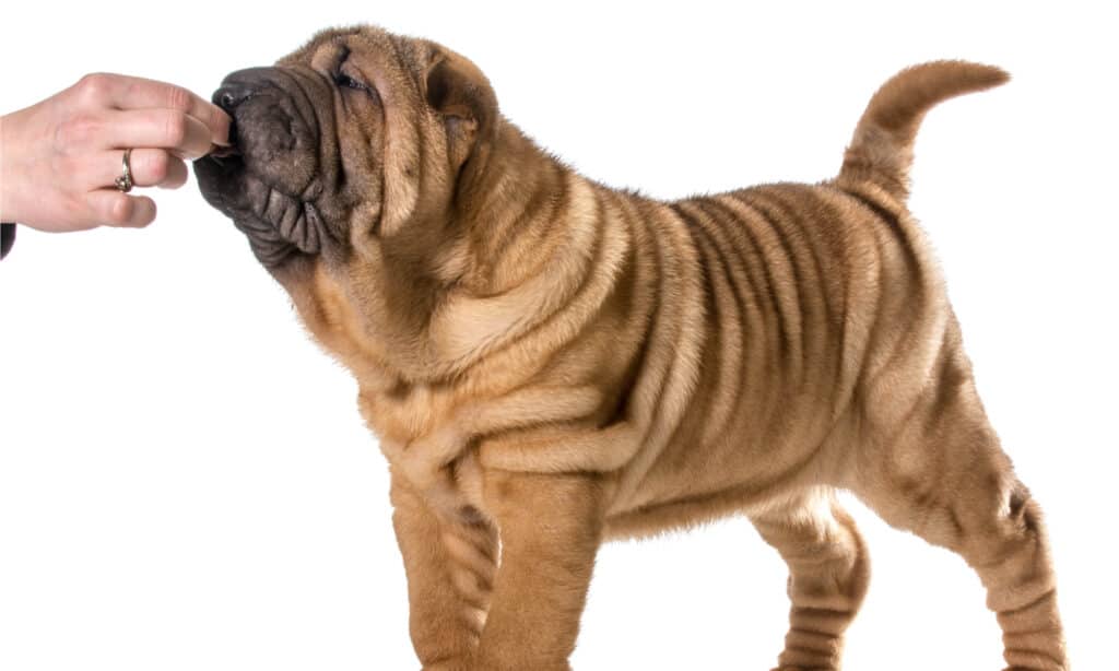 Vet Lists 5 Dog Breeds He Would Never Own