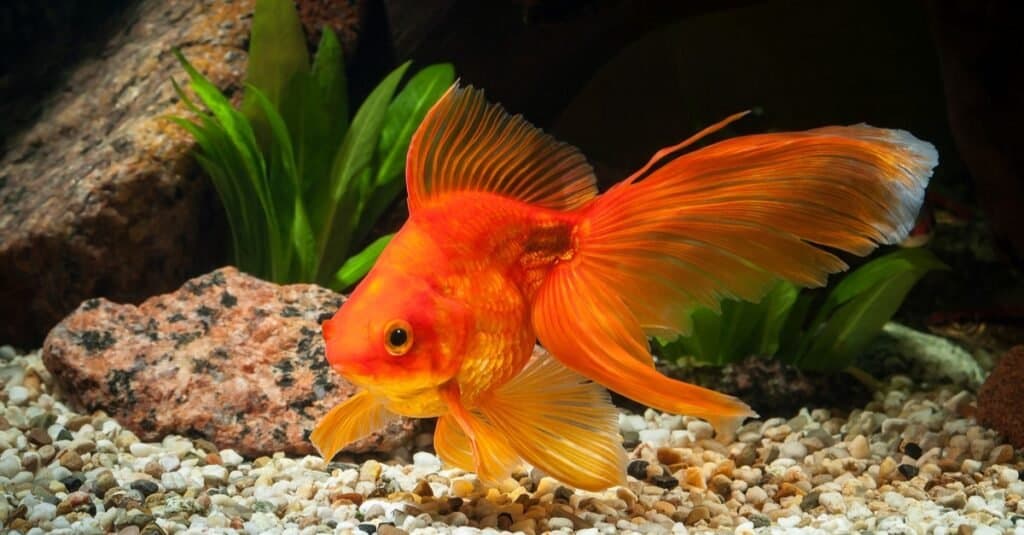 Every Type of Goldfish: Color, Size and Care Tips