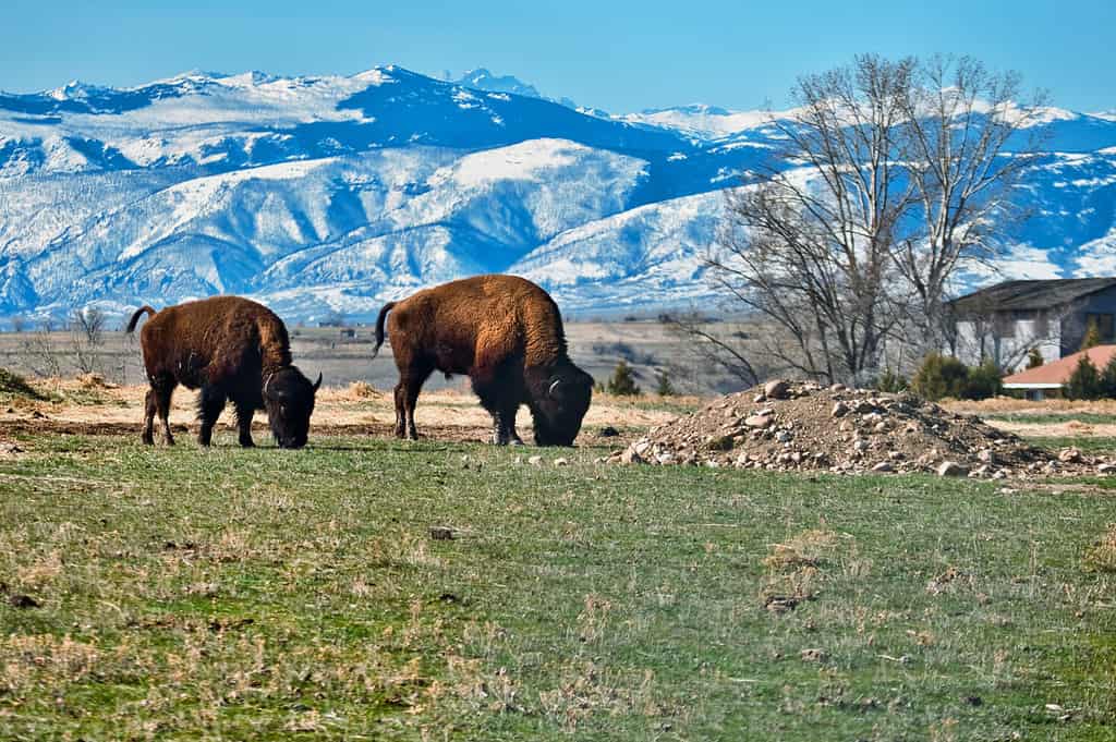 Male vs. Female Bison: 5 Key Differences