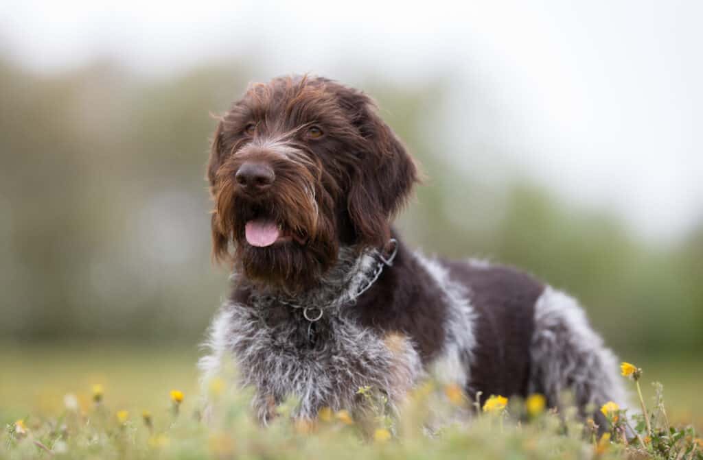 German Wirehaired Pointer Progression: Growth Chart, Milestones, and Training Tips