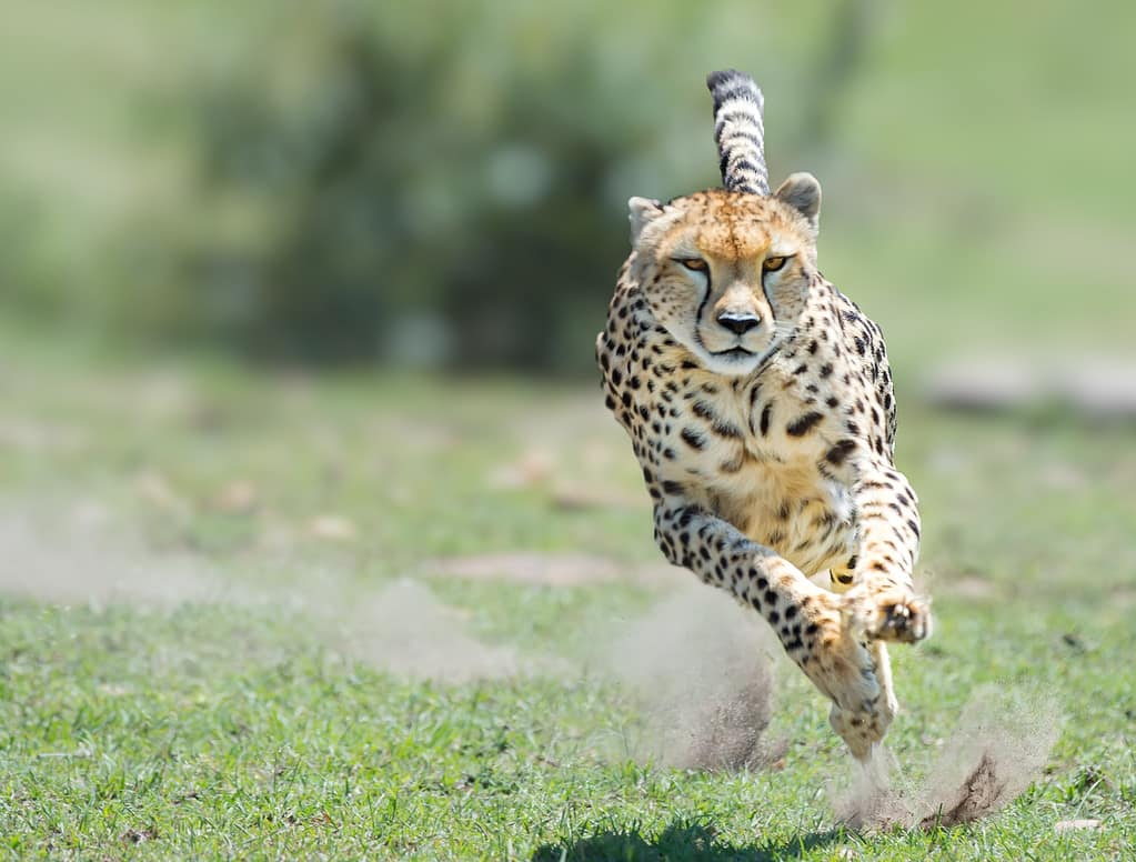 Cheetah Mother Fearlessly Defends Her Cubs Against a Much Larger Lion