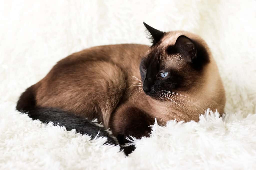 Male vs Female Siamese Cats: 4 Key Differences