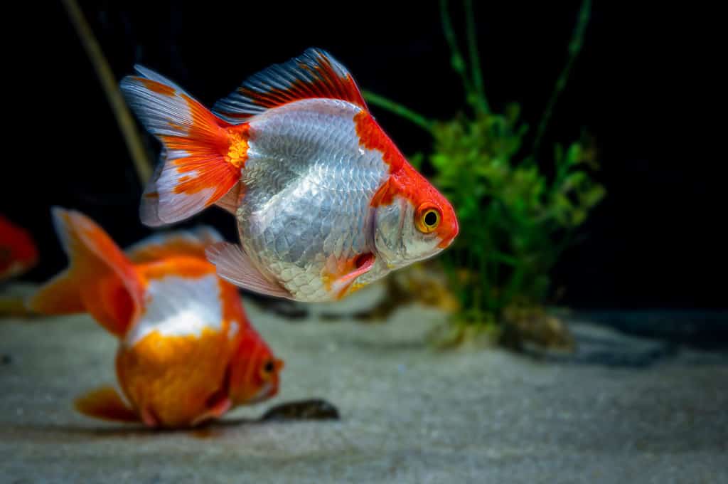 How Long Can Your Goldfish Go Without Eating? 7 Tips for Keeping Them Alive