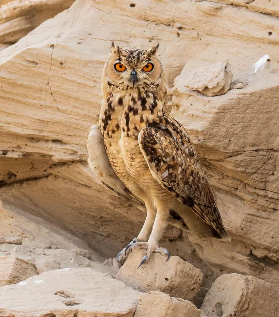 8 Amazing Birds That Call the Sahara Desert Their Home