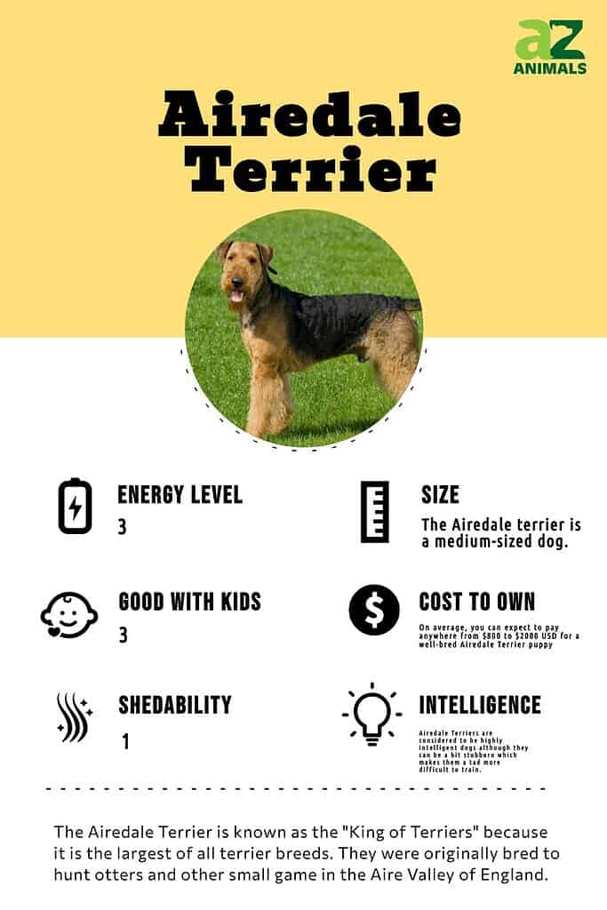 Male vs. Female Airedale Terrier: 3 Key Differences