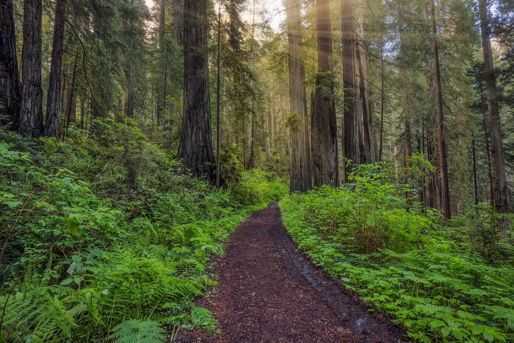 The 16 Best Places to See Towering Redwood Trees in California