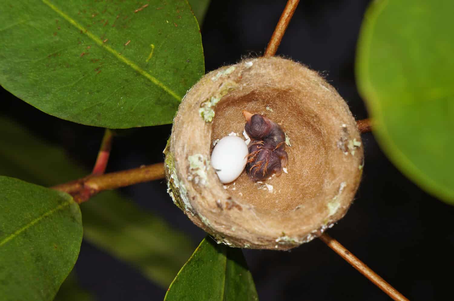 Discover What Baby Hummingbirds Eat