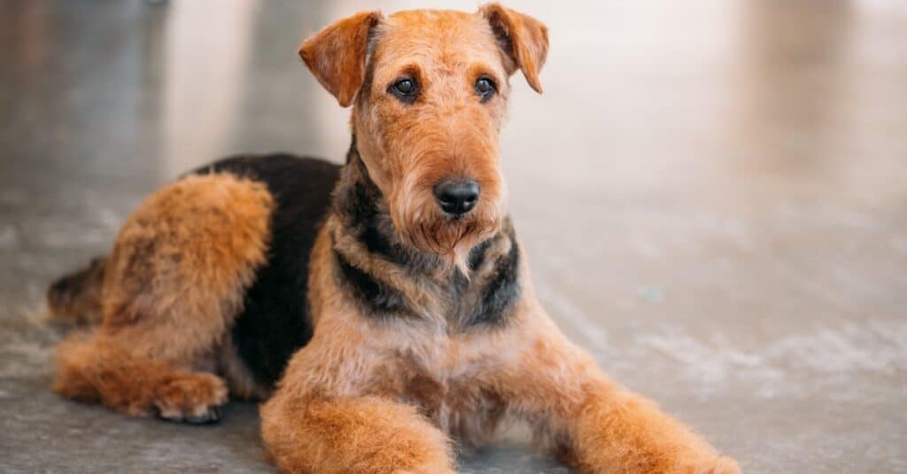 Male vs. Female Airedale Terrier: 3 Key Differences