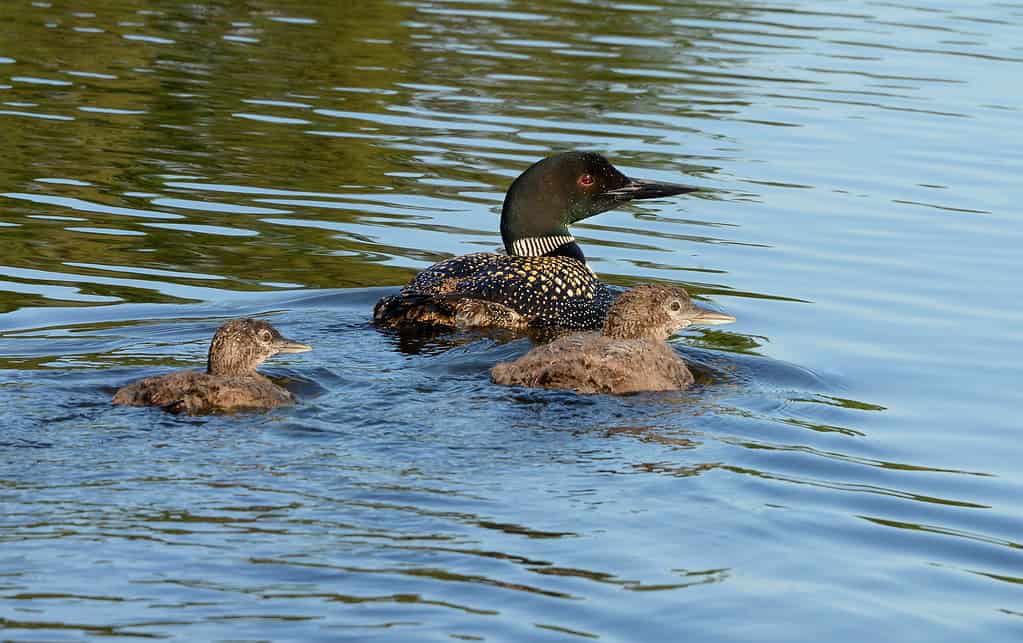 100  Fun Facts Everyone Should Know About Ontario