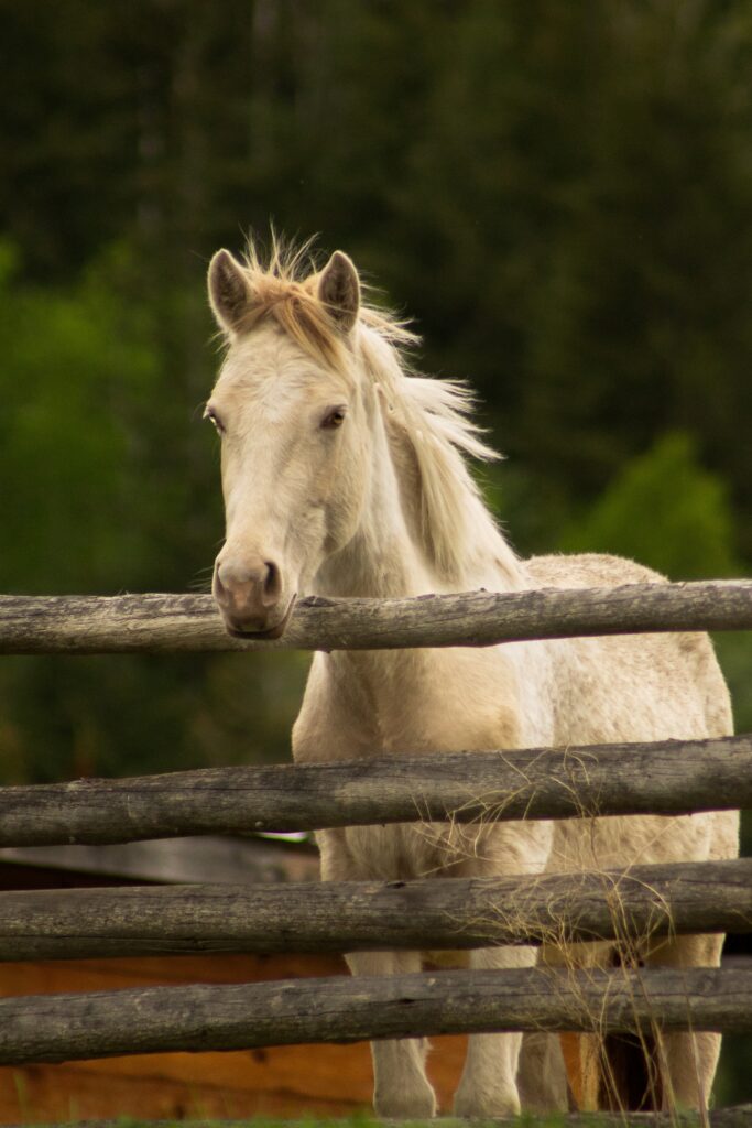 Horse Colors: The Complete List From Rarest to Most Common