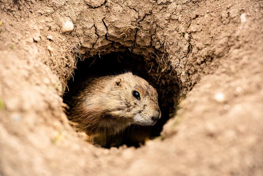 Do Prairie Dogs Make Good Pets? Discover the Pros and Cons