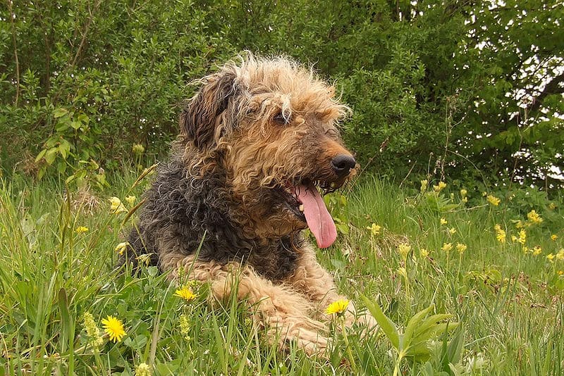 Male vs. Female Airedale Terrier: 3 Key Differences