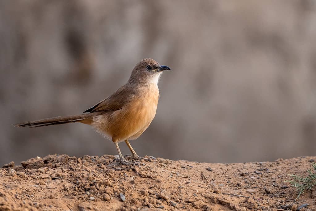 8 Amazing Birds That Call the Sahara Desert Their Home