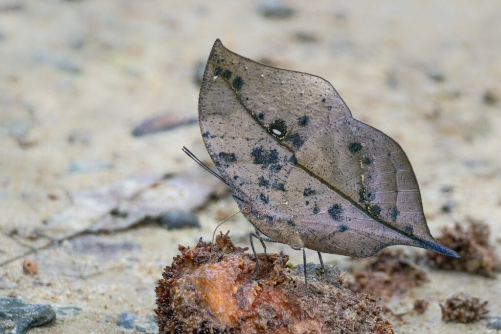 10 Different Insects That Look Like They Are Leaves