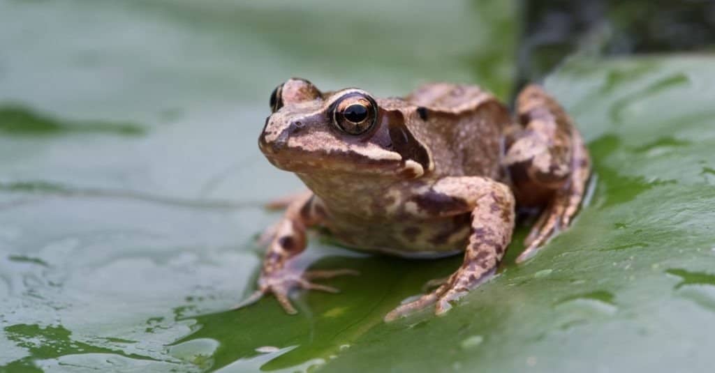 The Complete List of 38 Animals With Webbed Feet