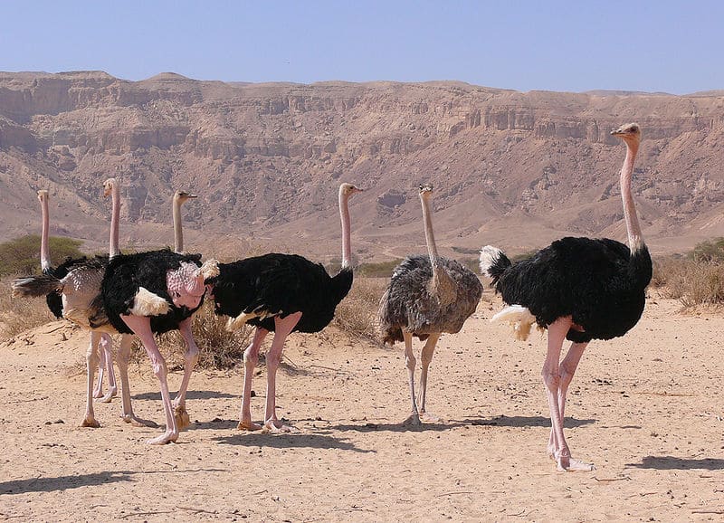 8 Amazing Birds That Call the Sahara Desert Their Home