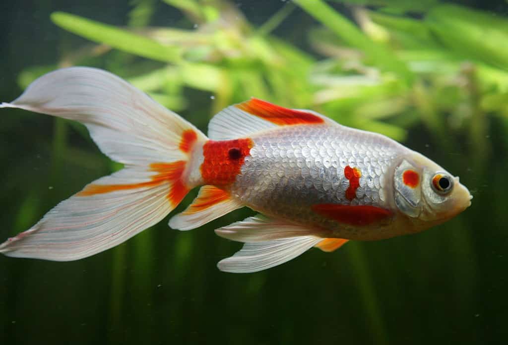 Every Type of Goldfish: Color, Size and Care Tips