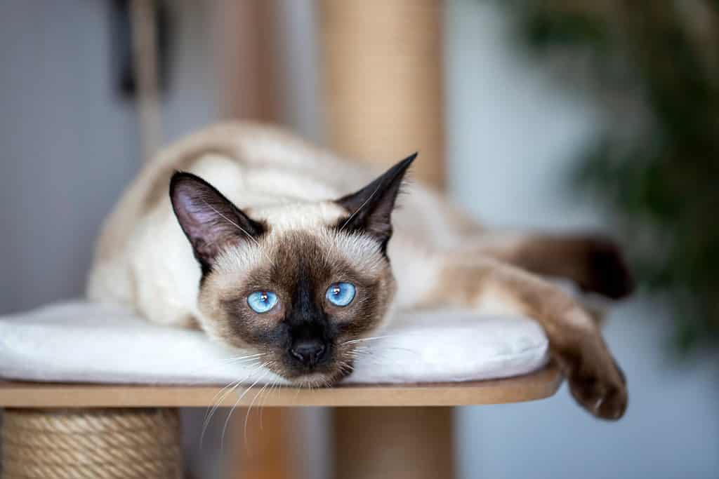 Male vs Female Siamese Cats: 4 Key Differences